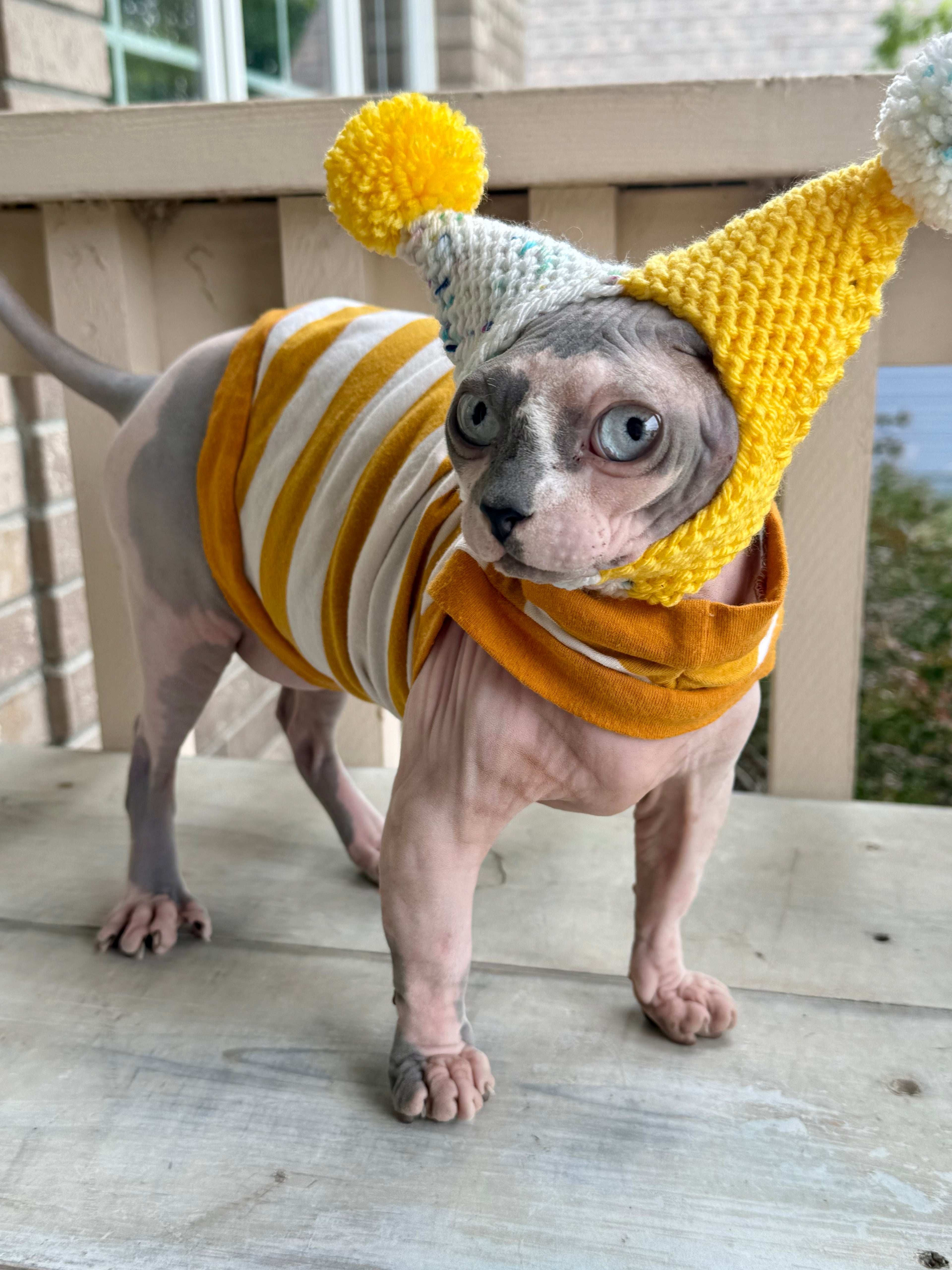Fruit Salad Double Pom Knit Cat Hat