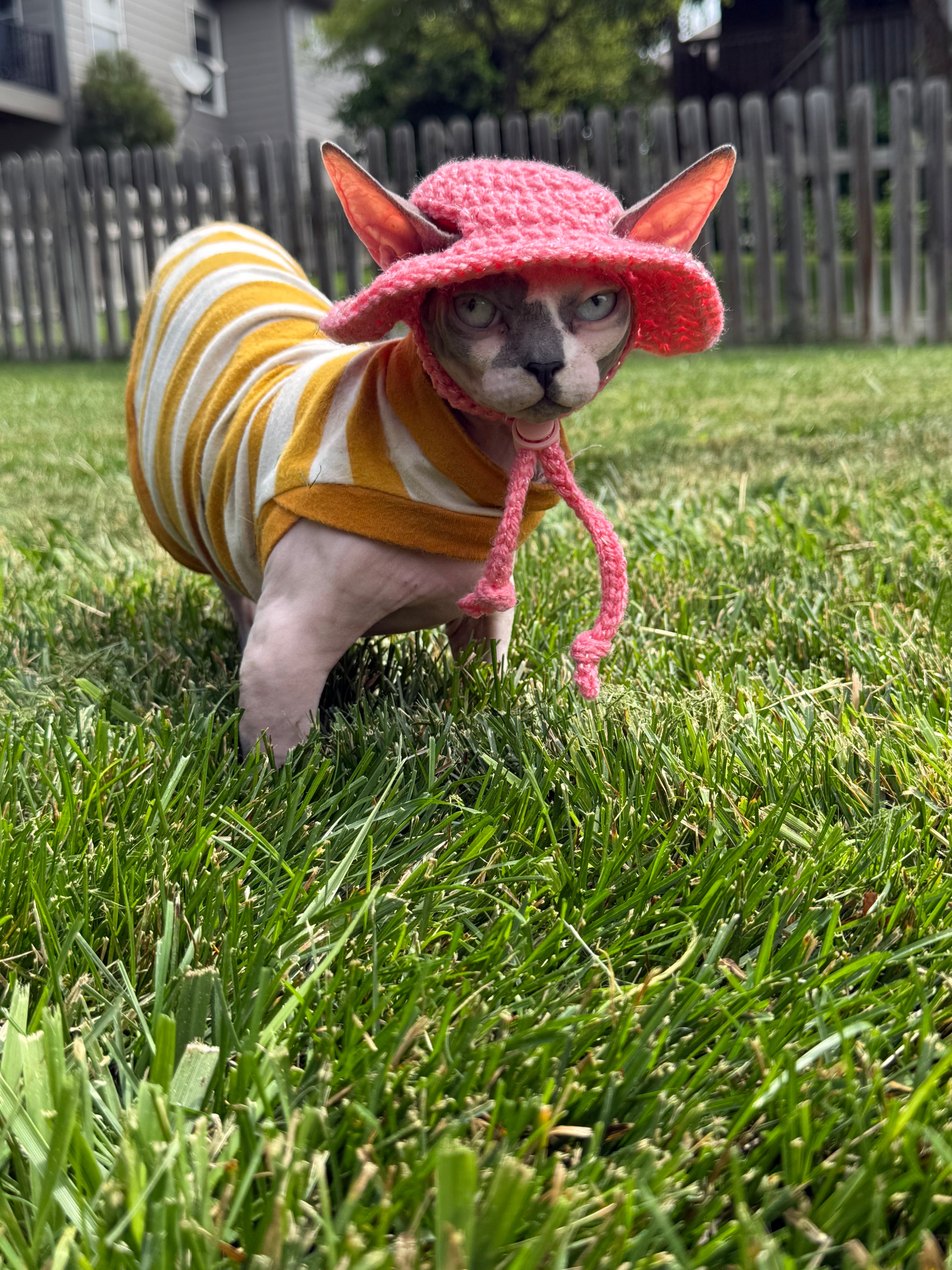 Sparkle Wander Cat Hat