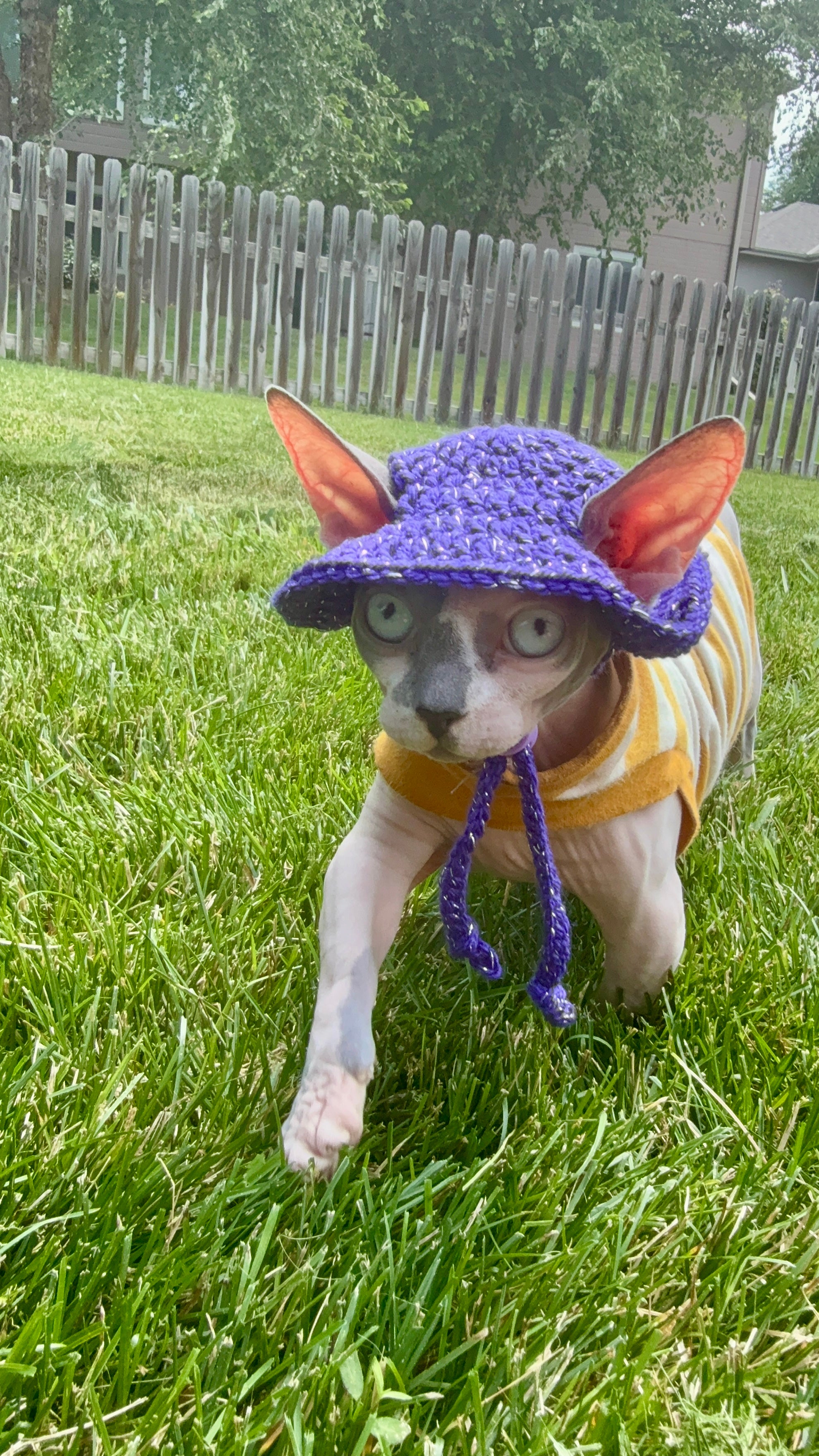 Sparkle Wander Cat Hat