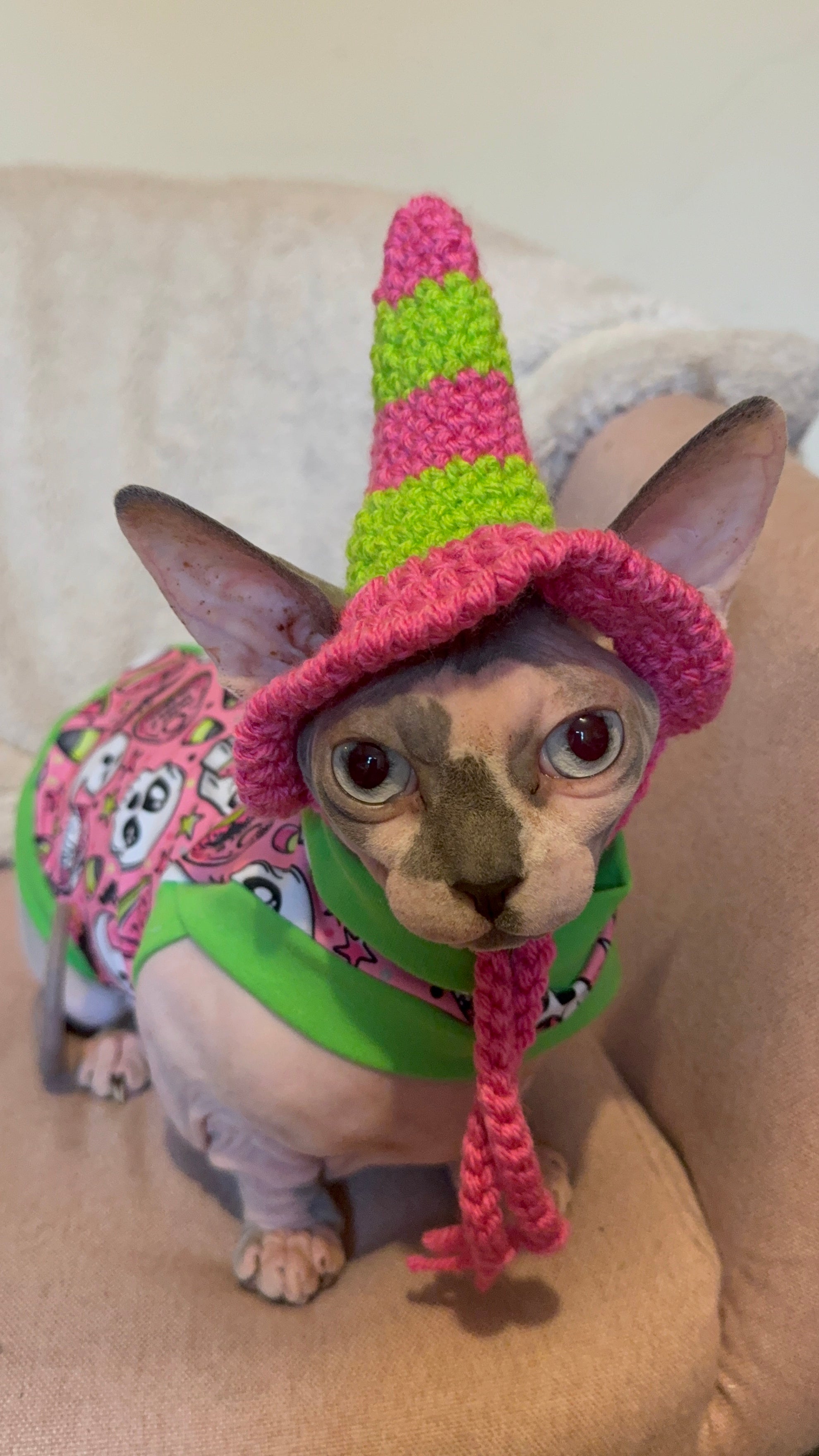 Summerween Witch Cat Hat