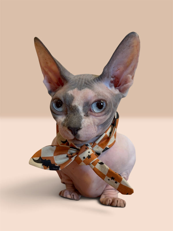 Bats Bandit