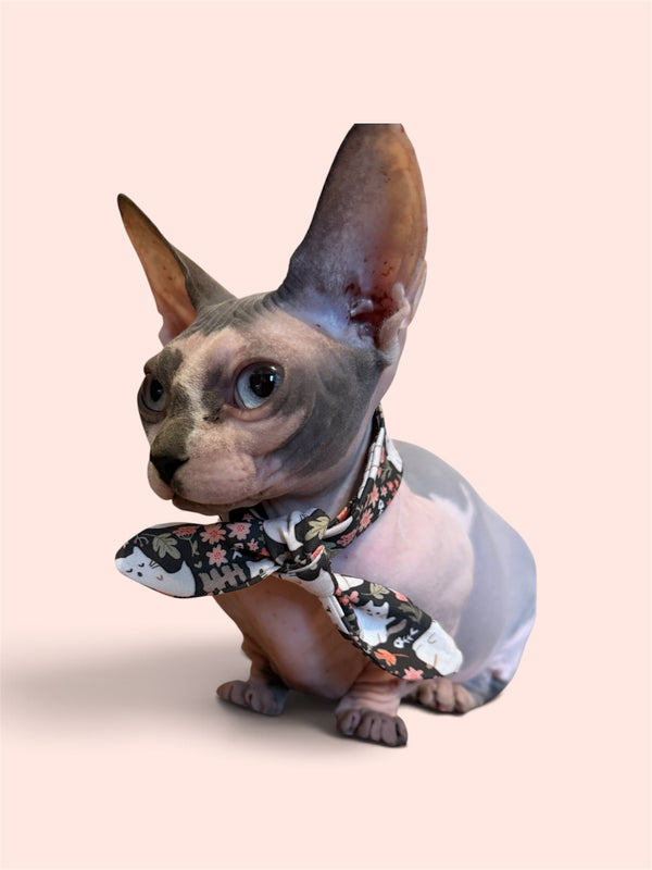 Cat Ghosts Bandit